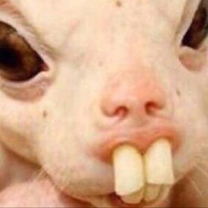 Meet your Posher, Angel